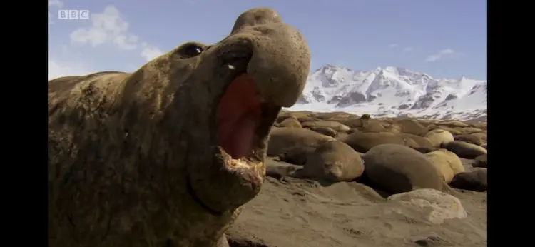 Southern elephant seal (Mirounga leonina) as shown in Blue Planet II - Our Blue Planet